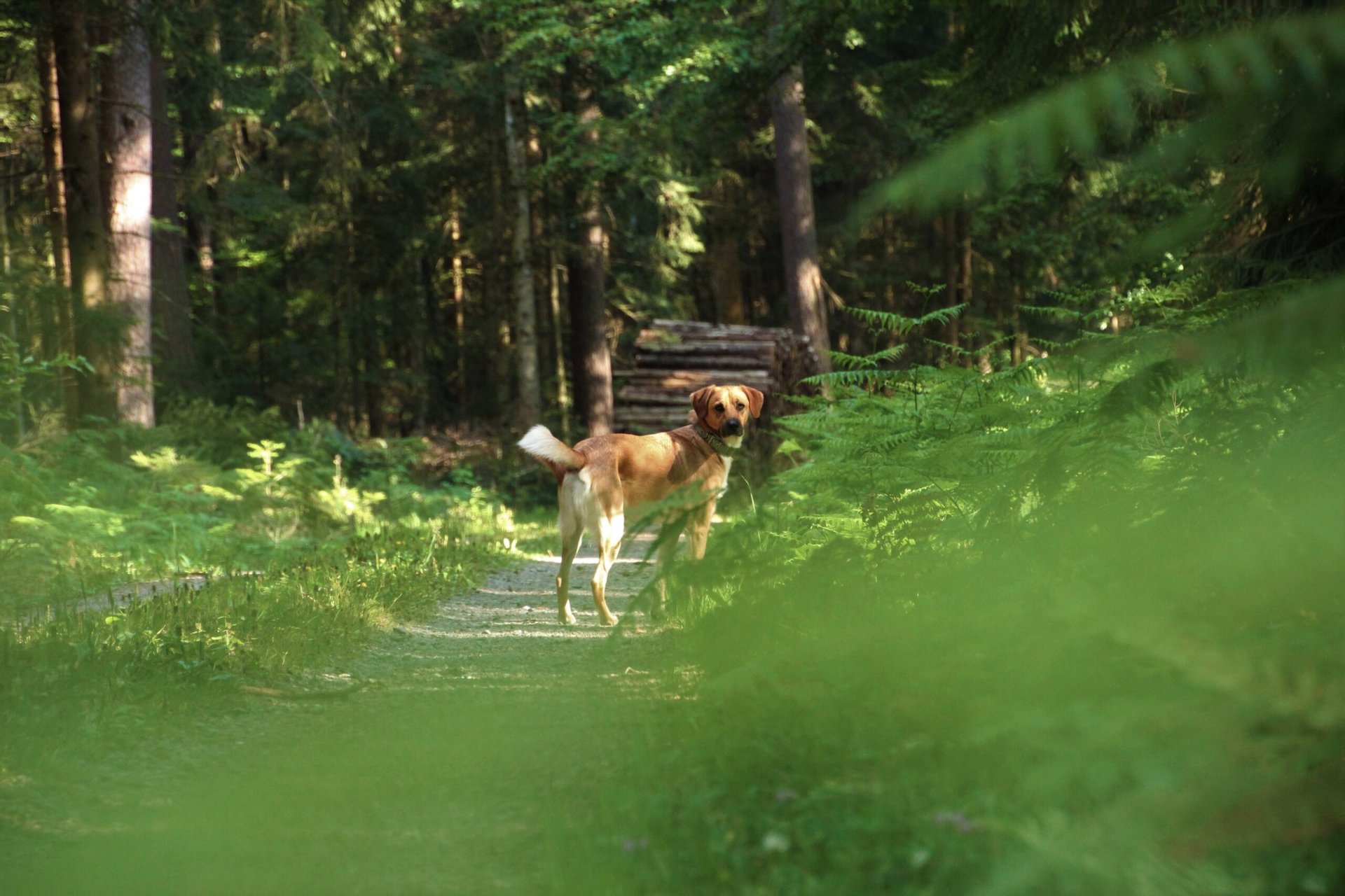 Urlaub mit Hund Schwarzwald  die sieben besten Campingpltze