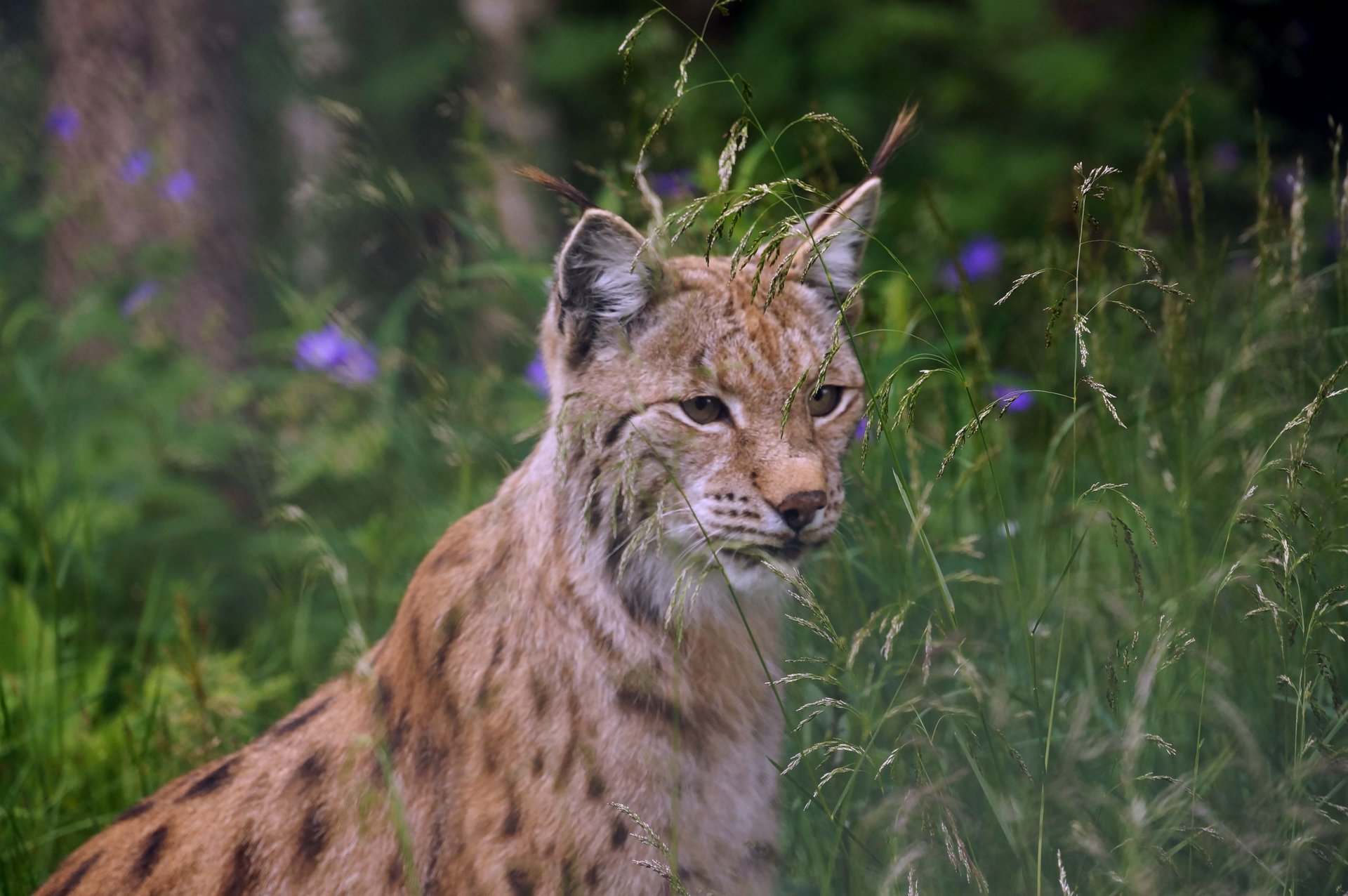Euraziatische lynx