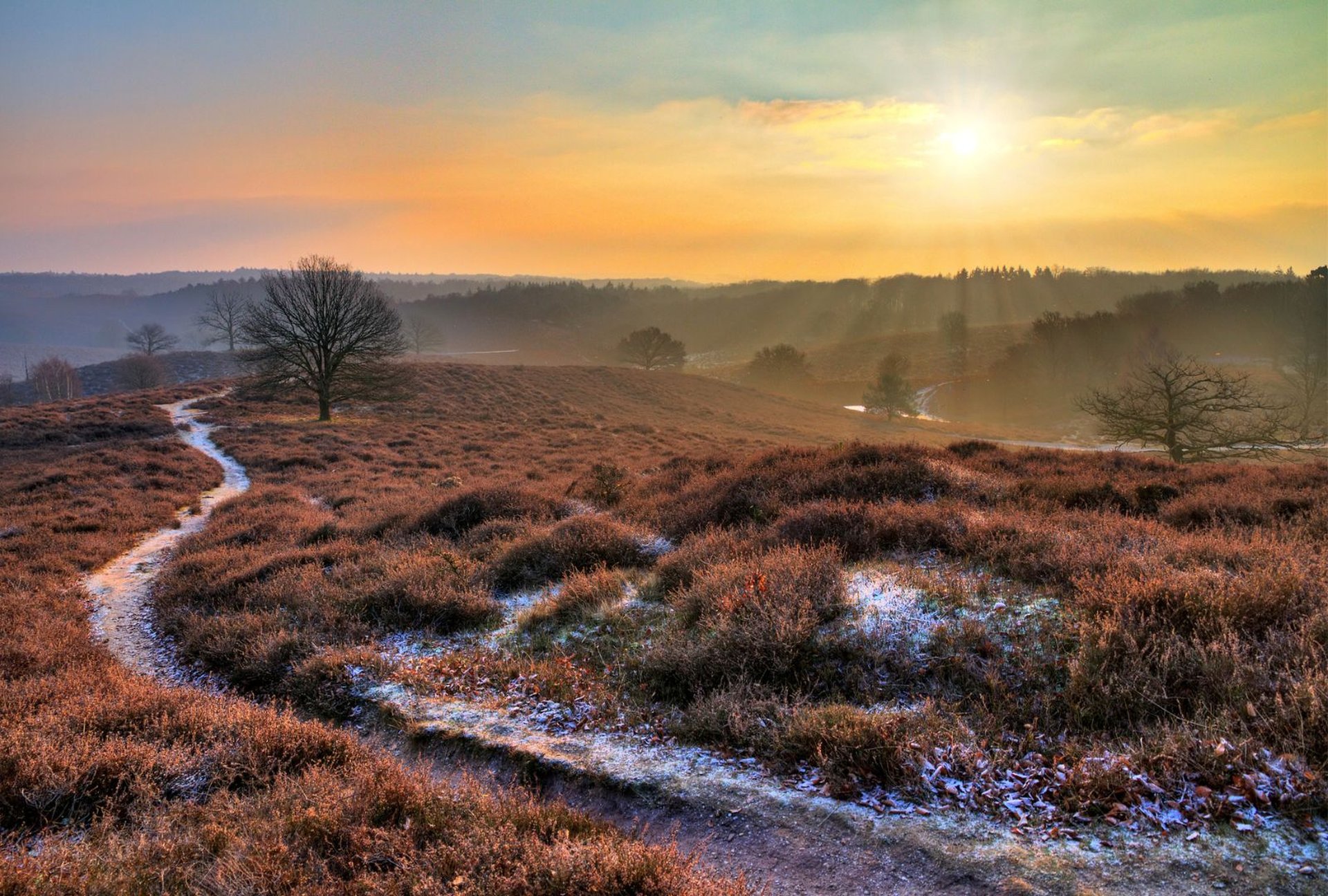 Veluwe winter