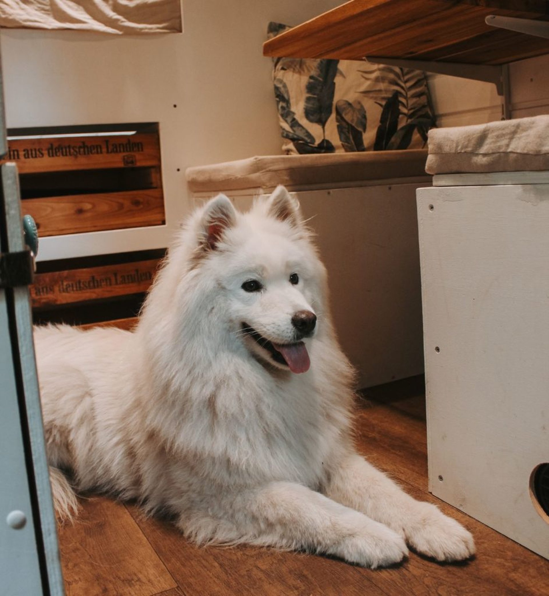 Op strandvakantie met de hond – het grote avontuur wacht!