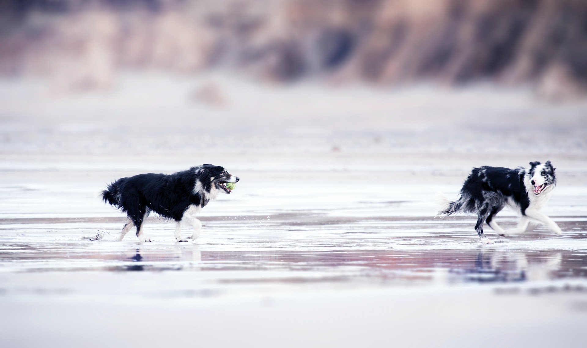 Zwei Border Collies spielen am Strand