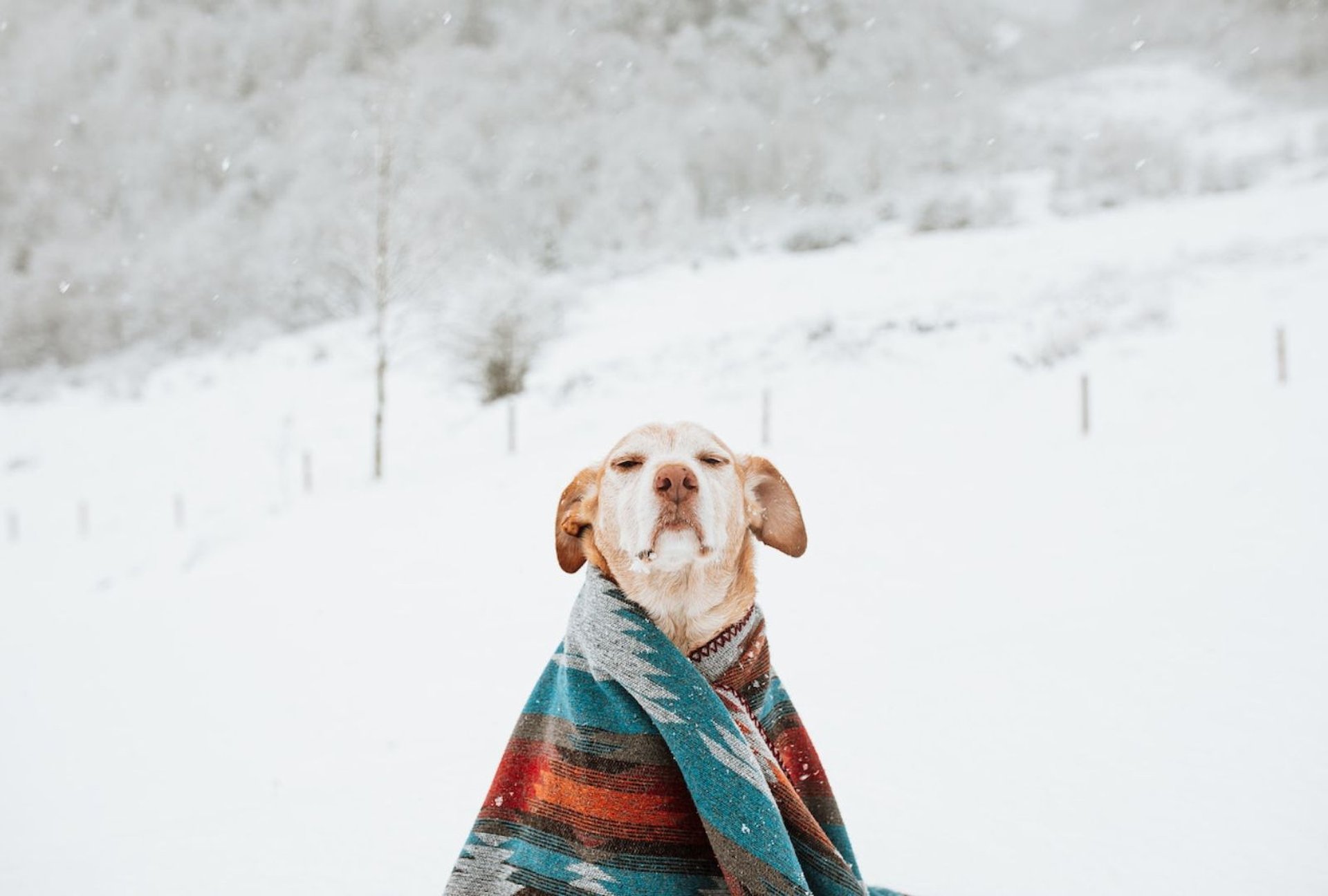 böllerfreies Silvester mit Hund
