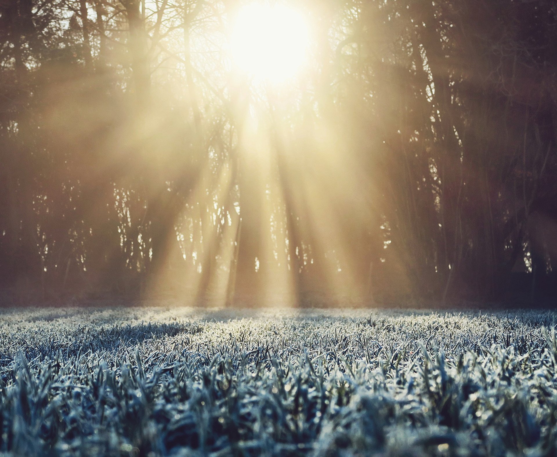 Sonne schaut durch die Bäume Frost