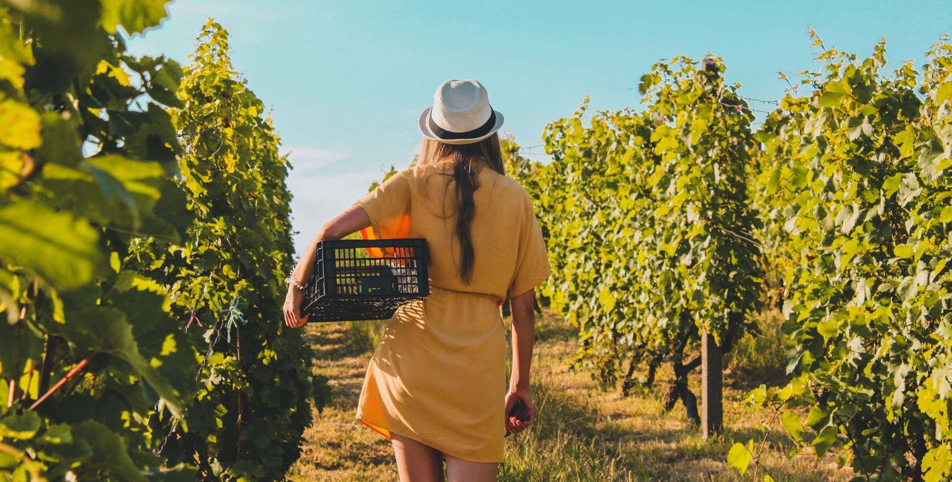 Camping Header: Weingut mit Wohnmobilstellplatz