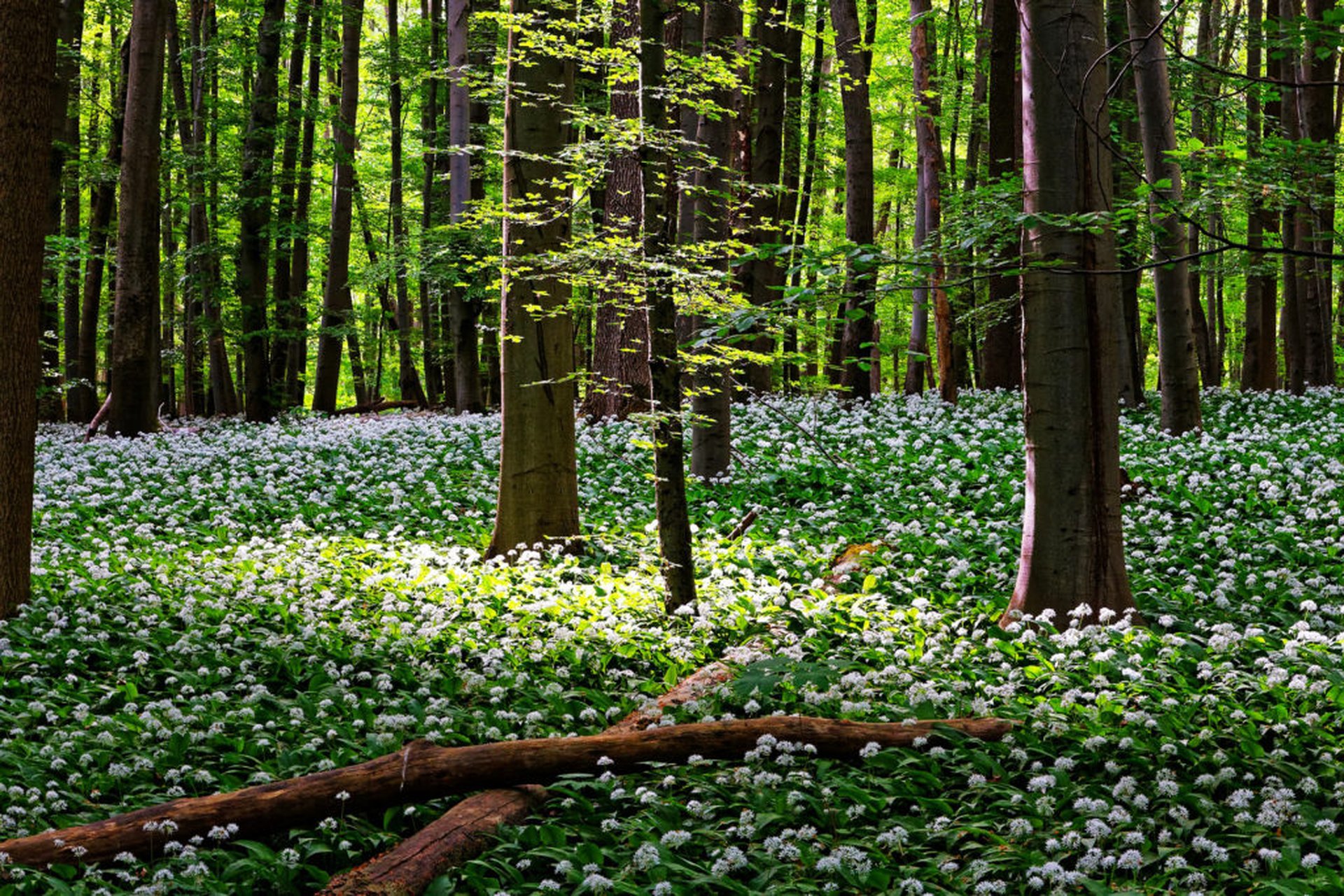 Wälder in Deutschland