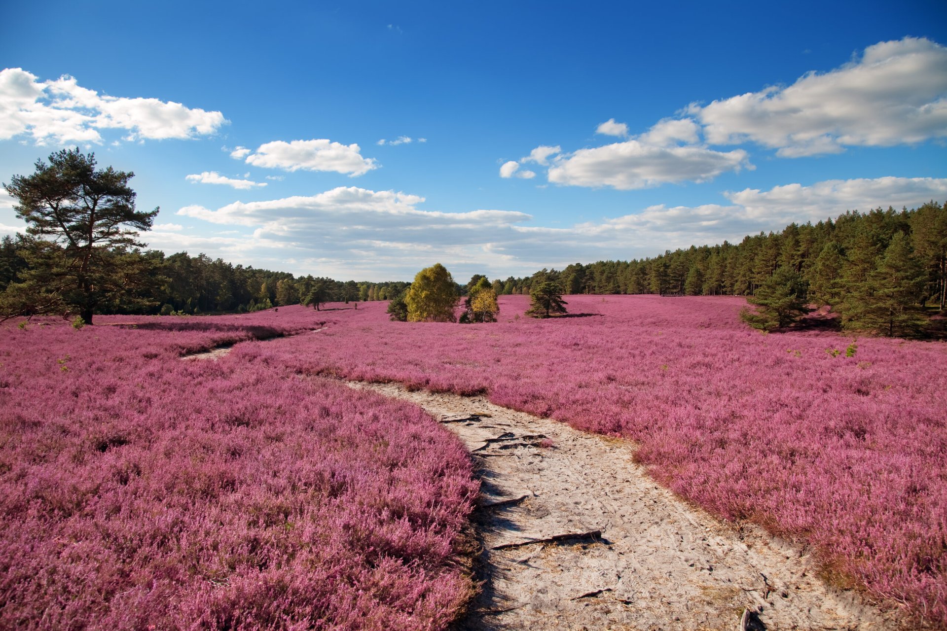 Sieben traumhafte Campingplätze in der Lüneburger Heide: Dein perfekter Urlaub erwartet dich!