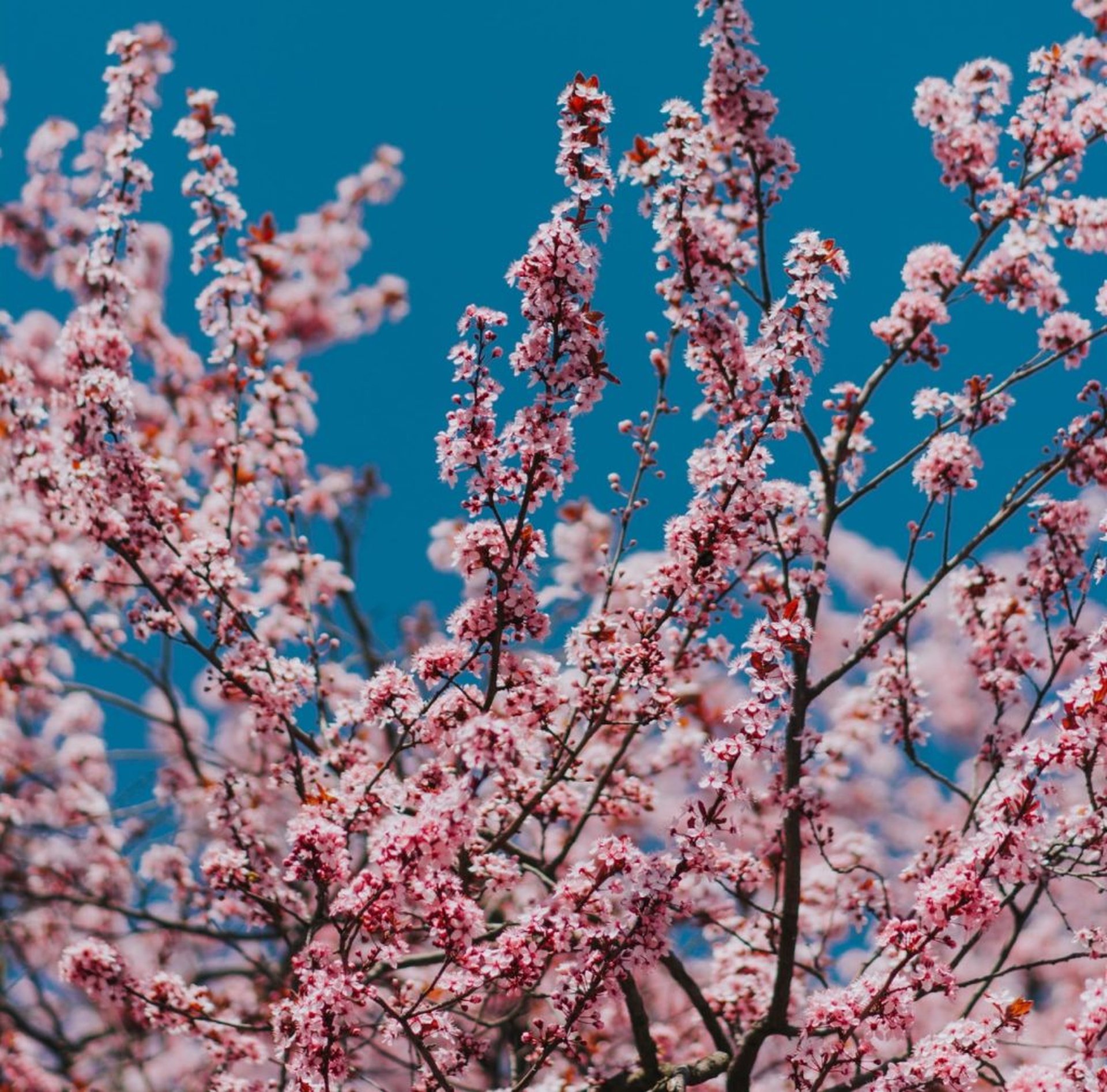 Rundreise zur Kirschblüte 2025 in Deutschland mit dem Camper