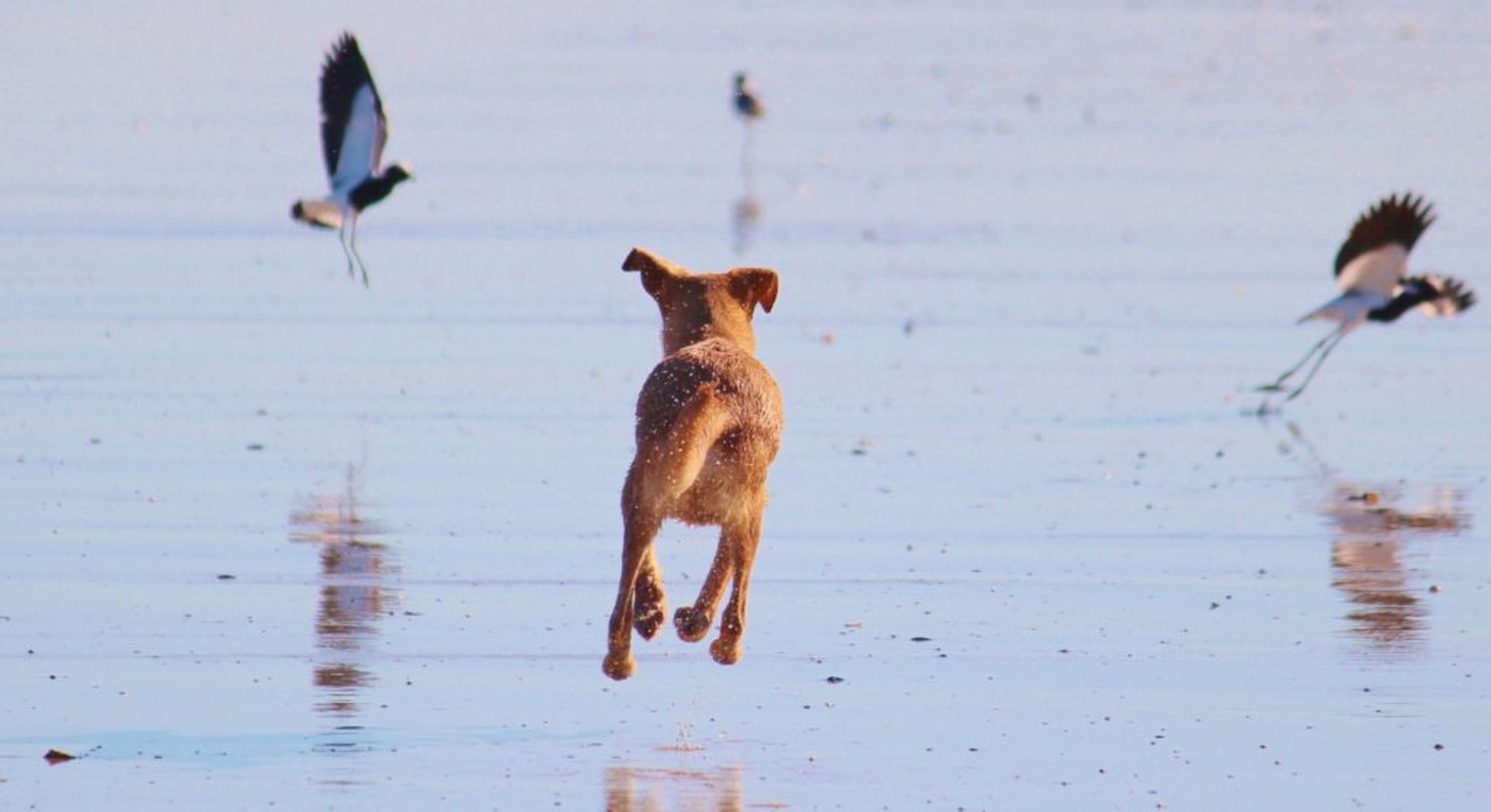 Hund am Strand fliegende Ohren