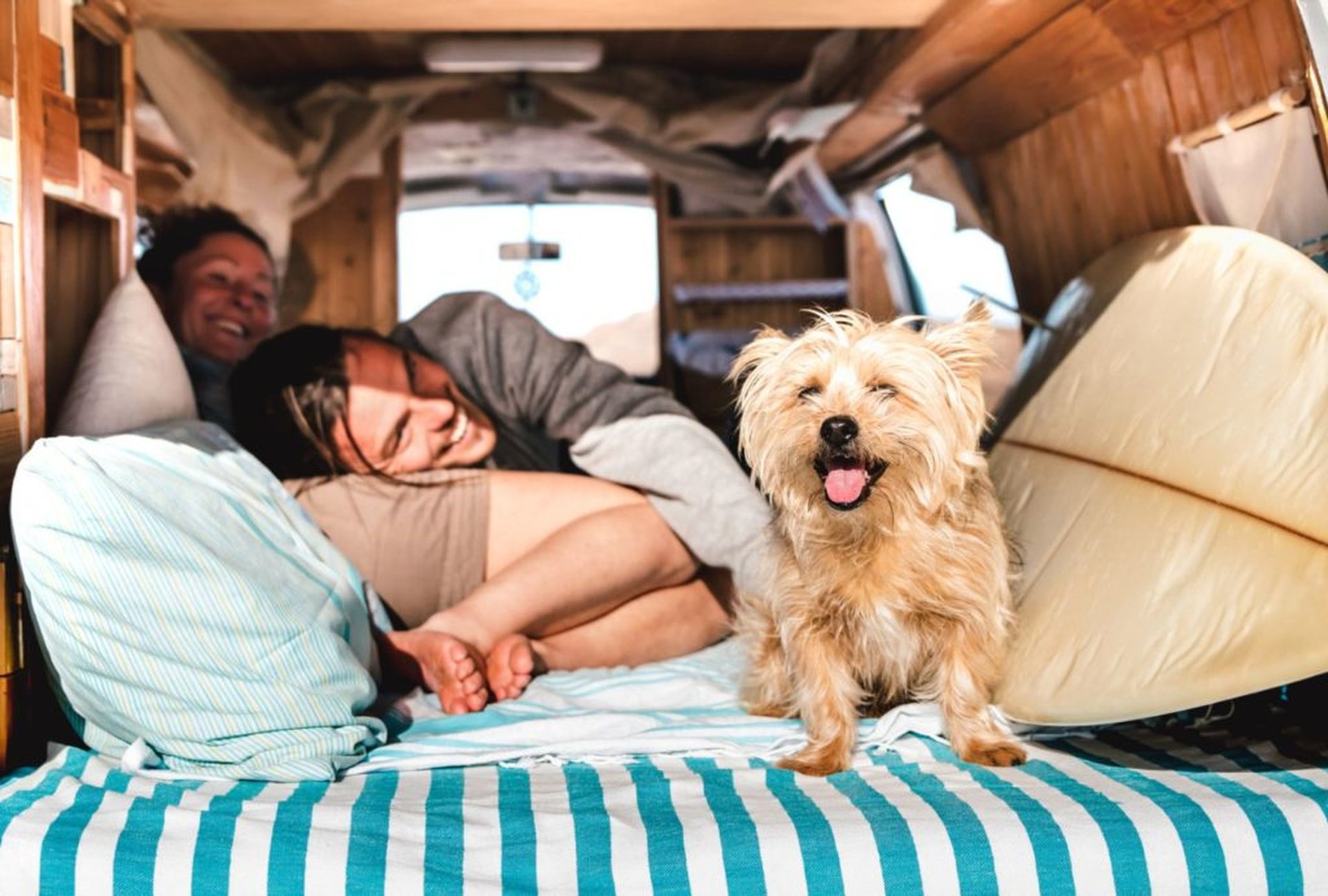 Op strandvakantie met de hond – het grote avontuur wacht!