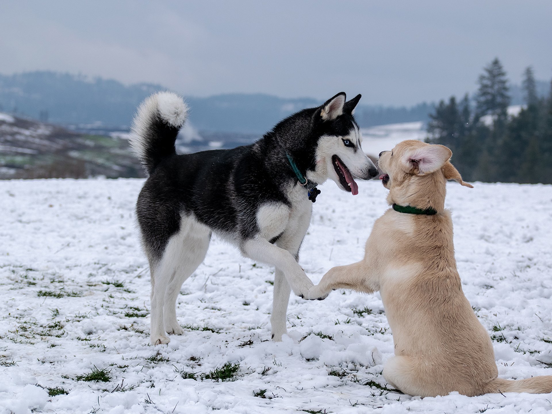Verschneiter Campingplatz: Du und dein Hund genießt Wintercamping im gemütlichen Wohnwagen.