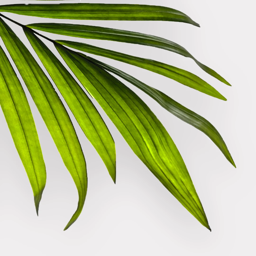 Image of saw palmetto, EXO-SIP&SUPP ingredient