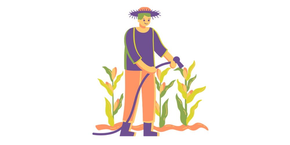 A farmer watering corn