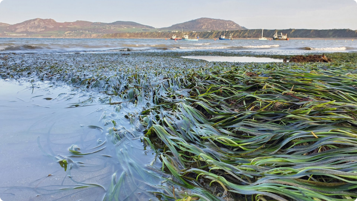 Seagrass meadow restoration onboard:earth