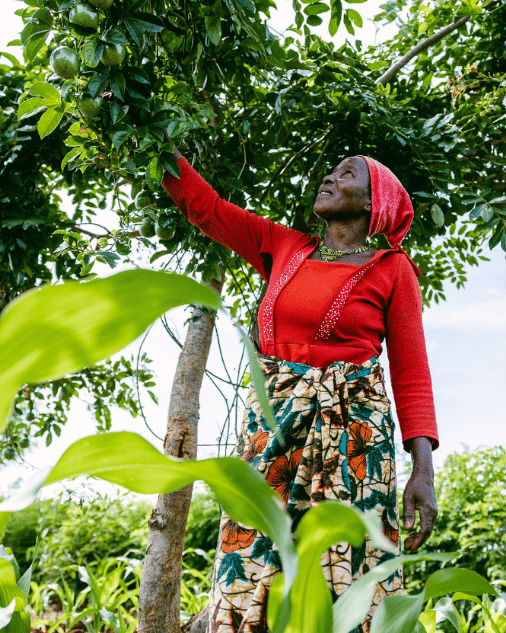 Trees for the future