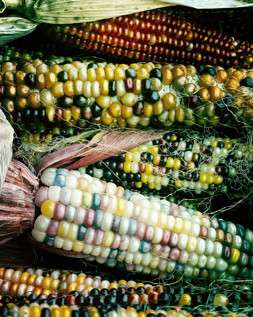 Coloured corn