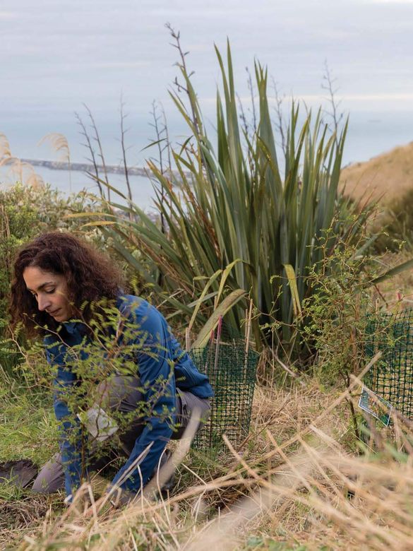 A lady planting trees in the Christchurch Port Hills