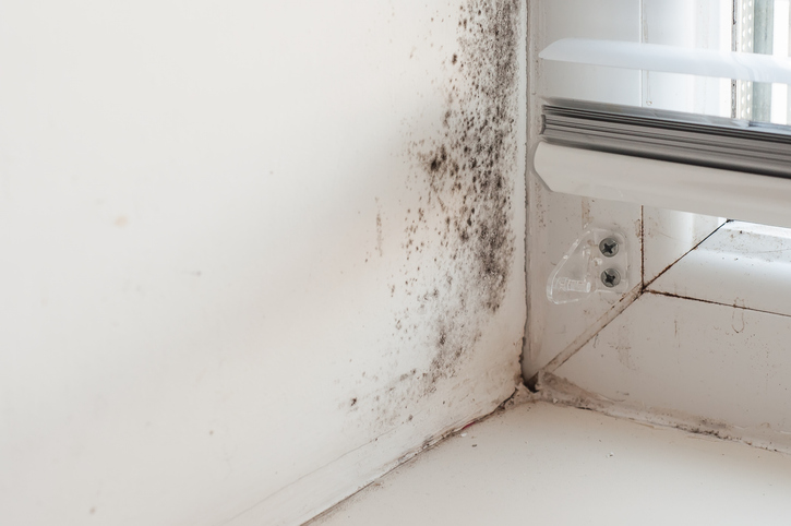 Window Bleed Preventing Substrate Failures: Bleeding, Efflorescence and Mould