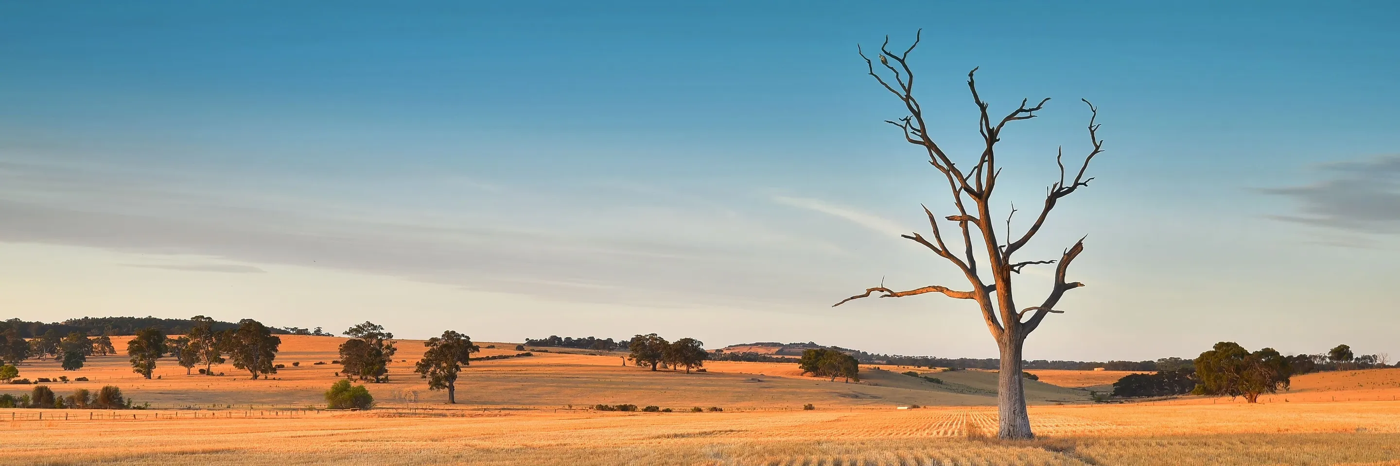 Australia’s debt is now shaped by our states